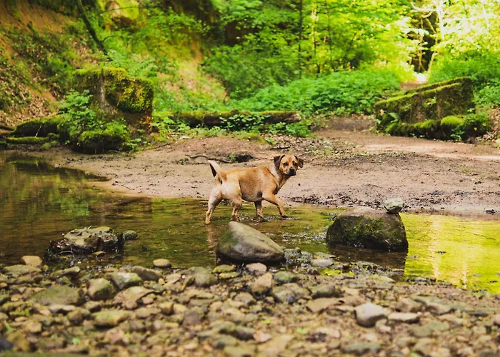 Schwarzwald Panorama 4*