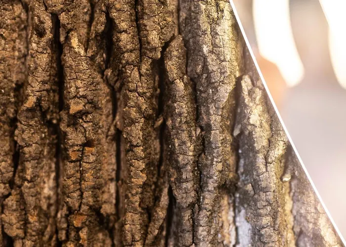 Schwarzwald Panorama Bad Herrenalb